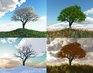 Baum in den 4 Jahreszeiten